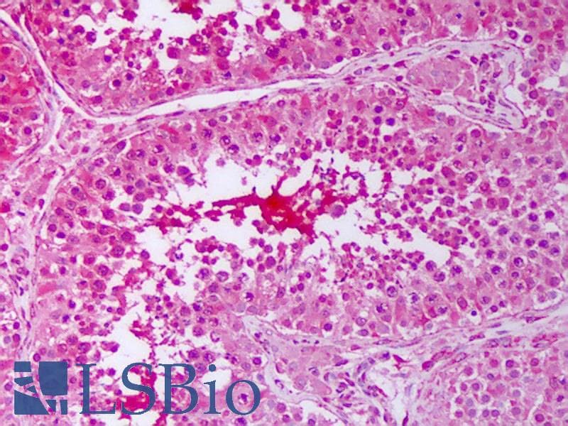 PTGES3 / p23 Antibody (clone JJ6, APC)