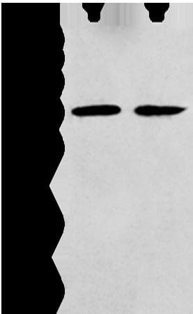 GNAI2 Antibody