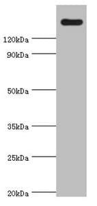 CARMA1 / CARD11 Antibody (aa985-1154)