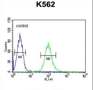 KATNAL1 Antibody (aa137-166)