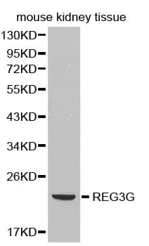 IHC-plus™ REG3G Antibody