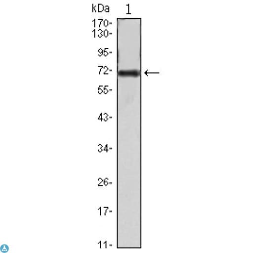 FAK / Focal Adhesion Kinase Antibody