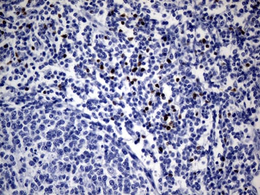 FOXP3 Antibody (clone OTI3D1, Carrier-free)