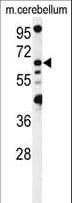 MON1B Antibody (aa396-425)
