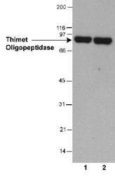 THOP1 / Thimet Oligopeptidase Antibody (aa56-72, clone 4D6, DY650)