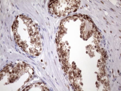 BTEB / KLF9 Antibody (clone OTI8A11, Carrier-free)