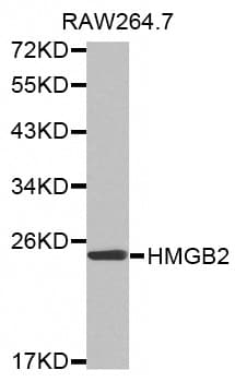 Polyclonal Rabbit anti-Human HMG2 / HMGB2 Antibody (WB)