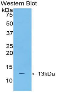 S100A4 / FSP1 Antibody (aa1-101)
