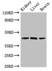 KLF12 Antibody