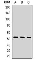 PORCN Antibody