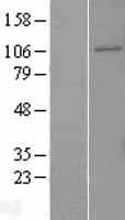 Human GEN1 Protein (Over-Expression Lysate Myc-DDK (Flag))