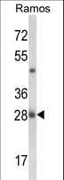 NUCKS1 Antibody (aa45-73)