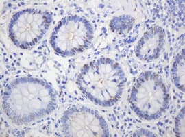 PCNA Antibody (clone OTI4G3)