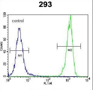 OR10H1 Antibody (aa245-273)