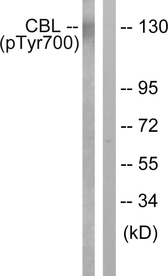 c-CBL Antibody (phospho-Tyr700)