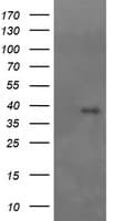 Monoclonal Mouse anti-Human MAP2K3 / MEK3 / MKK3 Antibody (clone OTI2G3, IF, WB)