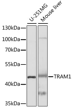 TRAM1 Antibody