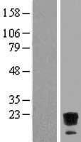 IL36A Protein (Over-Expression Lysate Myc-DDK (Flag))