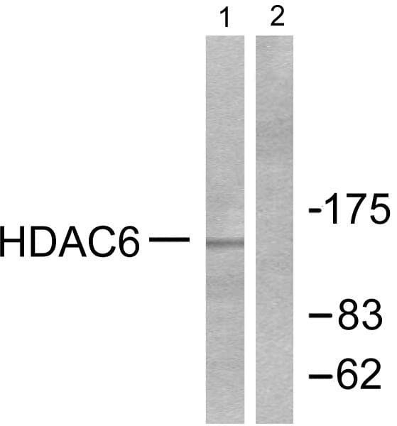 HDAC6 Antibody