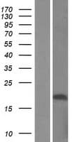 Human HSCB Protein (Over-Expression Lysate Myc-DDK (Flag))