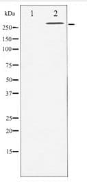 FLNA / Filamin A Antibody