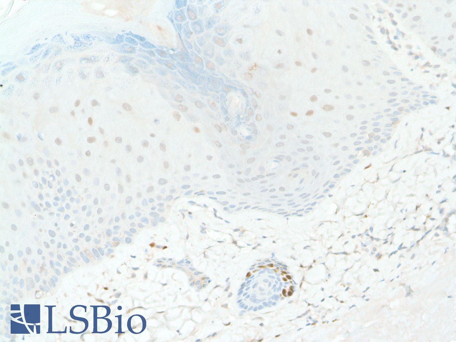 SOX2 Antibody (N-Terminus, clone SP76)