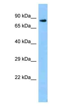 Polyclonal Rabbit anti-Mouse Zfp109 Antibody (C-Terminus, WB)