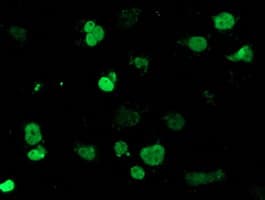 MEF2C Antibody (clone OTI1H5, Carrier-free)