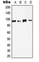 KAT2B / PCAF Antibody (C-Terminus)