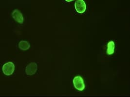 FOXA2 Antibody (clone OTI3C10)