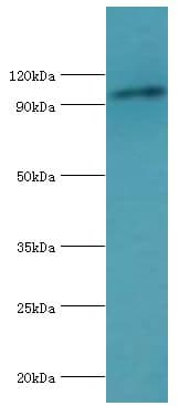 MCM6 Antibody (aa562-821)