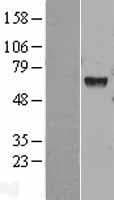 HEXA Protein (Over-Expression Lysate Myc-DDK (Flag))