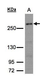 IHC-plus™ CAD Antibody