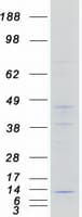 Human NDUFA4 Protein (Recombinant Myc-DDK (Flag))