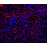 Polyclonal Rabbit anti-Human QSOX1 / QSCN6 Antibody (IHC, IF, WB)