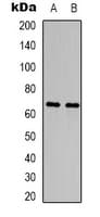 DPYSL2 / CRMP2 Antibody (C-Terminus)