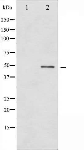 Polyclonal Rabbit anti-Human GFAP Antibody (phospho-Ser38, IHC, IF, WB)
