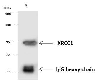 Polyclonal Rabbit anti-Human XRCC1 Antibody (IF, WB)