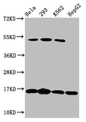 H2AFX / H2AX Antibody