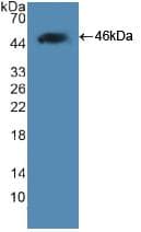 Leptin Antibody (aa22-167, Cy3)