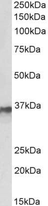 IHC-plus™ Polyclonal Goat anti-Human HNRNPA2B1 Antibody (aa127-137, IHC, WB)