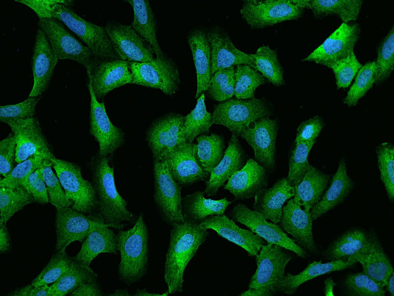 Polyclonal Rabbit anti-Human CCDC124 Antibody (IHC, IF)