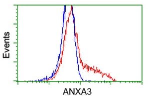 ANXA3 / Annexin A3 Antibody (clone OTI1A5, Carrier-free)