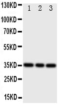 Polyclonal Rabbit anti-Mouse IBSP / Bone Sialoprotein Antibody (aa305-324, IHC, WB)