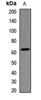 MTDH / Metadherin Antibody