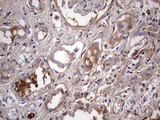 BOULE / BOLL Antibody (clone OTI2D11)