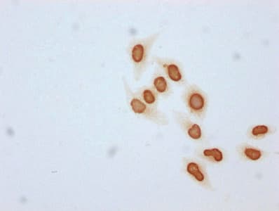 Polyclonal Rabbit anti-Human HIST1H4I Antibody (WB)