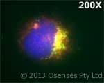 IHC-plus™ MPO / Myeloperoxidase Antibody