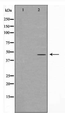GORASP2 / GRASP55 Antibody
