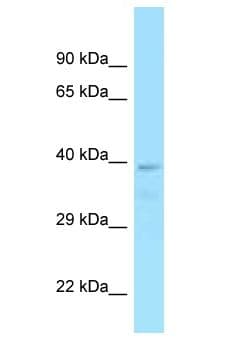 TGN46 / TGN38 Antibody (aa313-362)
